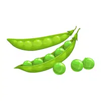 Pea | Vegetables Names in English