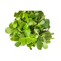 Purslane | Vegetables Names in English