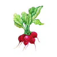 Radish | Vegetables Names in English