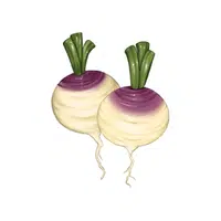 Turnip vegetable name in English