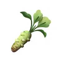 Wasabi vegetable name in English