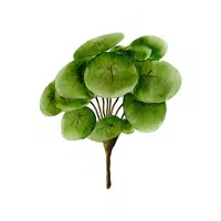 Watercress | Vegetables Names in English