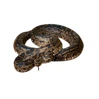 African Rock Python | Snakes names in English