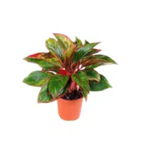 Aglaonema | Indoor Plants names in English