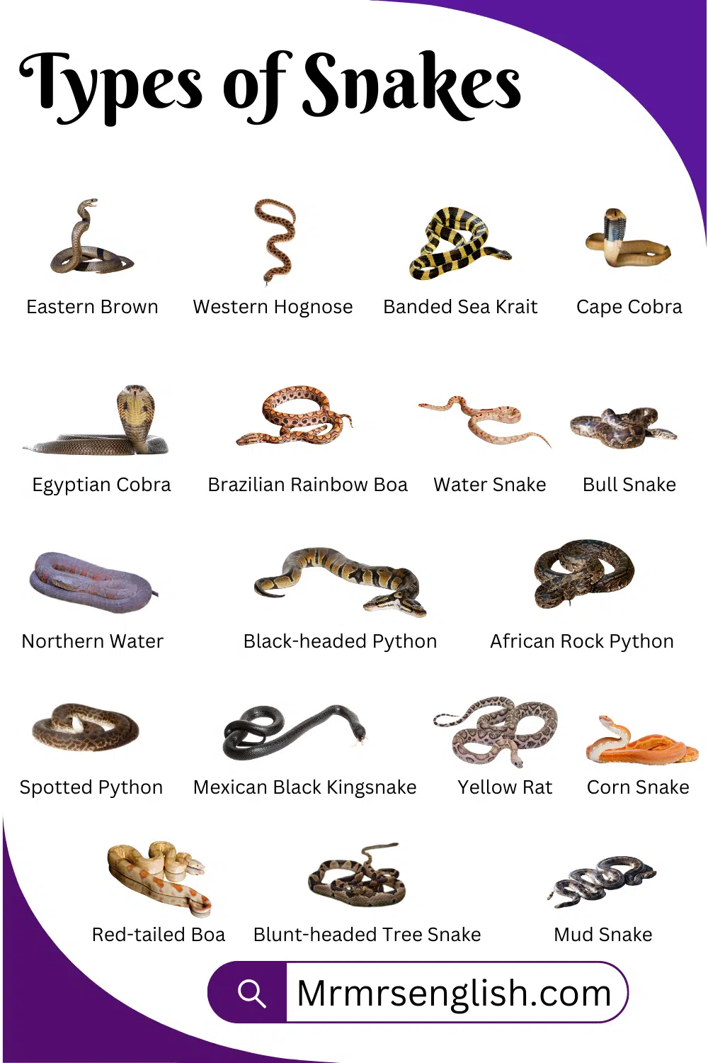 All Types of Snacks with Pictures 