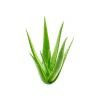 Aloe Vera | Indoor Plants names in English