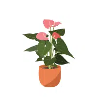 Anthurium | Indoor Plants names in English