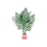 Areca Palm | Indoor Plants names in English