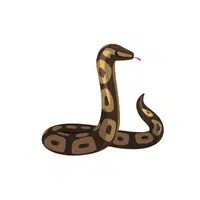 Ball Python | Snakes names in English