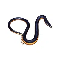 Ballistic Sea Snake | Snakes names in English