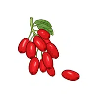 Barberry | Fruits Names in English