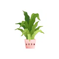 Bird’s Nest Fern | Indoor Plants names in English