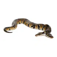 Black-headed Python | Snakes names in English