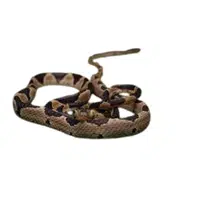Blunt-headed Tree Snake name in English