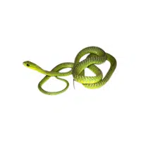 Boomslang Snake name in English