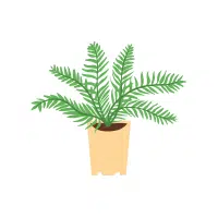 Boston Fern | Indoor Plants names in English