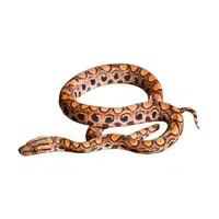 Brazilian Rainbow Boa Snake name in English