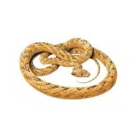 Brown Tree Snake Snake name in English