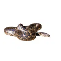 Bull Snake name in English