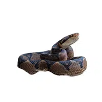 Bushmaster Snake name in English