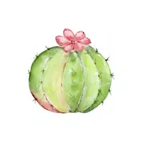 Cactus Fruit Fruit Name in English