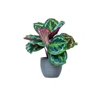 Calathea | Indoor Plants names in English