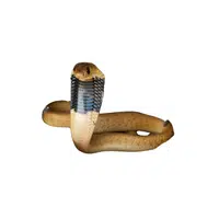 Cape Cobra Snake name in English