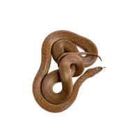 Cape File Snake name in English