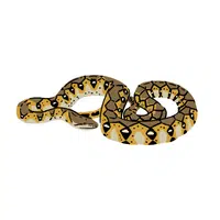 Carpet Python Snake name in English