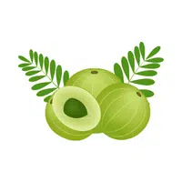 Ceylon Gooseberry Fruit Name in English