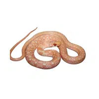 Checkered Keelback Snake name in English