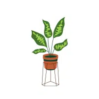 Chinese Evergreen Indoor Plant name in English