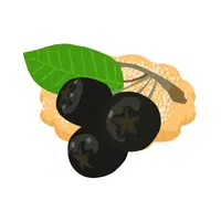 Chokeberry Fruit Name in English