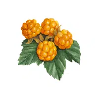 Cloudberry Fruit Name in English