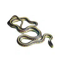 Common Garter Snake name in English