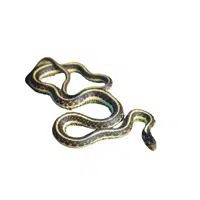 Common Kingsnake Snake name in English
