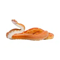 Corn Snake name in English