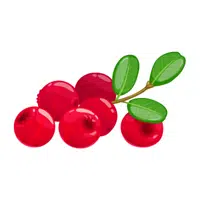 Cranberry Fruit Name in English