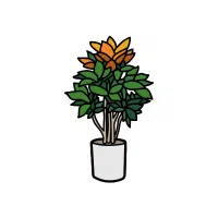Croton Indoor Plant name in English