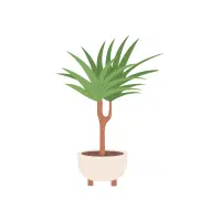 Dracaena Indoor Plant name in English