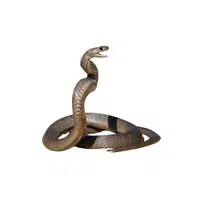 Eastern Brown Snake name in English