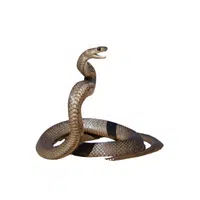 Eastern Coral Snake name in English