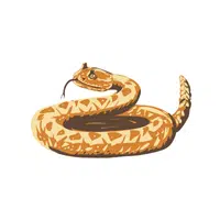 Eastern Diamondback Rattlesnake name in English