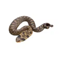 Eastern Hognose Snake name in English