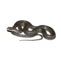 Eastern Racer Snake name in English