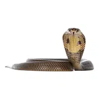 Egyptian Cobra Snake name in English