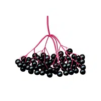 Elderberry Fruit Name in English