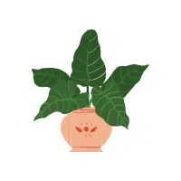 Elephant Ear Plant Indoor Plant name in English