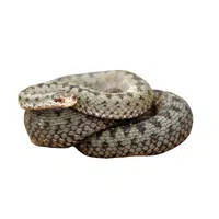 European Adder Snake name in English
