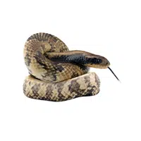 False Water Cobra Snake name in English